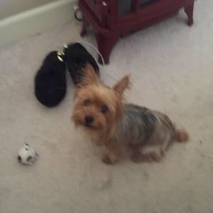 Meet your Posher, Charlotte